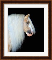 Equine Portrait VIII Fine Art Print
