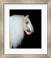 Equine Portrait VIII Fine Art Print