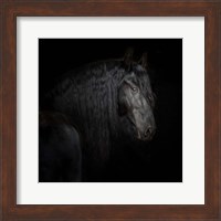 Equine Portrait X Fine Art Print