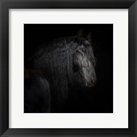 Equine Portrait X Fine Art Print