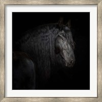Equine Portrait X Fine Art Print