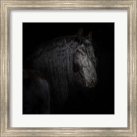 Equine Portrait X Fine Art Print