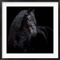 Equine Portrait XI Fine Art Print