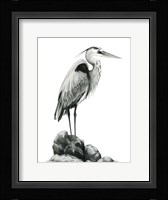 Shoreline Heron in B&W I Framed Print