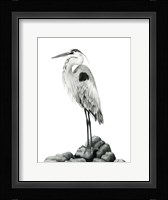 Shoreline Heron in B&W II Framed Print