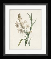 Classic Botanicals I Framed Print