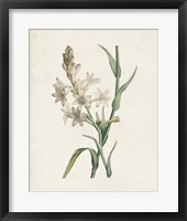 Classic Botanicals I Framed Print