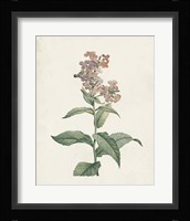 Classic Botanicals II Fine Art Print