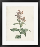 Classic Botanicals II Framed Print