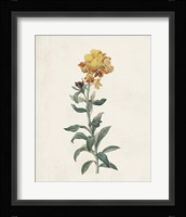 Classic Botanicals III Framed Print