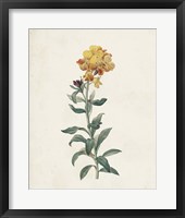 Classic Botanicals III Fine Art Print