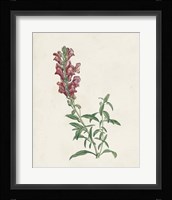 Classic Botanicals IV Framed Print
