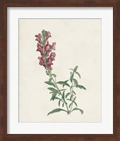 Classic Botanicals IV Fine Art Print