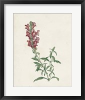 Classic Botanicals IV Framed Print