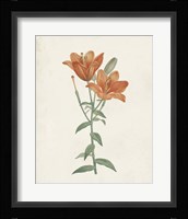 Classic Botanicals V Framed Print