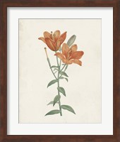 Classic Botanicals V Fine Art Print