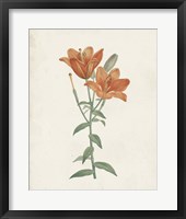 Classic Botanicals V Framed Print