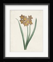 Classic Botanicals VI Framed Print