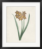 Classic Botanicals VI Framed Print