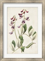 Antique Botanical Collection I Fine Art Print
