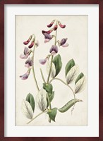Antique Botanical Collection I Fine Art Print