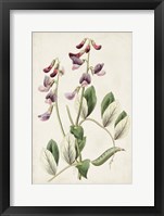 Antique Botanical Collection I Framed Print