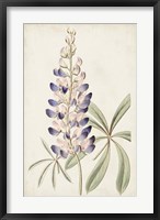 Antique Botanical Collection II Fine Art Print