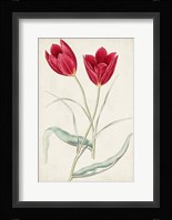 Antique Botanical Collection III Framed Print