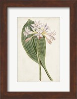 Antique Botanical Collection IV Fine Art Print