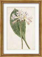 Antique Botanical Collection IV Fine Art Print