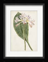 Antique Botanical Collection IV Framed Print