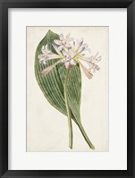 Antique Botanical Collection IV Framed Print