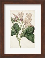 Antique Botanical Collection IX Fine Art Print