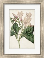 Antique Botanical Collection IX Fine Art Print