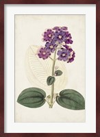 Antique Botanical Collection V Fine Art Print
