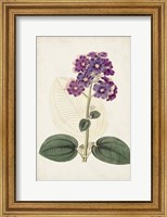 Antique Botanical Collection V Fine Art Print