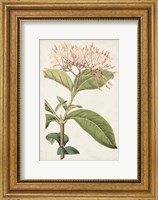 Antique Botanical Collection VI Fine Art Print