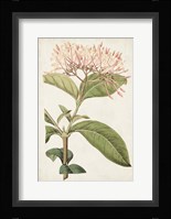 Antique Botanical Collection VI Framed Print
