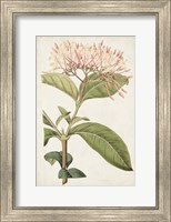 Antique Botanical Collection VI Fine Art Print