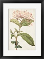 Antique Botanical Collection VI Framed Print