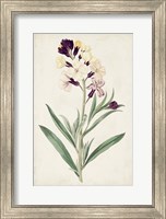 Antique Botanical Collection VII Fine Art Print
