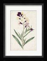 Antique Botanical Collection VII Framed Print
