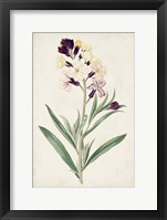 Antique Botanical Collection VII Framed Print