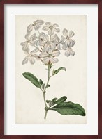 Antique Botanical Collection VIII Fine Art Print