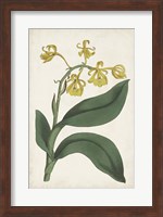 Antique Botanical Collection X Fine Art Print