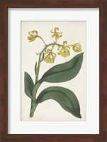 Antique Botanical Collection X Fine Art Print