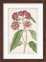 Antique Botanical Collection XI Fine Art Print