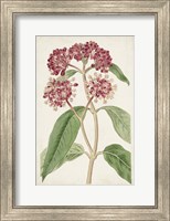 Antique Botanical Collection XI Fine Art Print