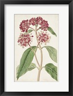 Antique Botanical Collection XI Framed Print