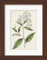 Antique Botanical Collection XII Fine Art Print